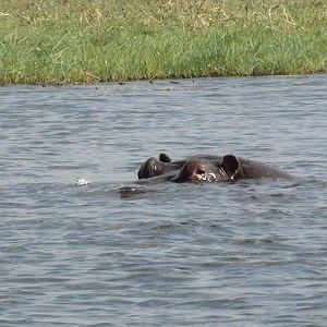 Hippo Caprivi Namibia