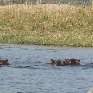 Hippo Caprivi Namibia