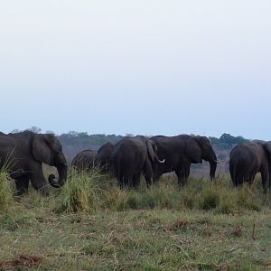 Elephant Caprivi Namibia