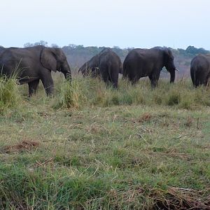 Elephant Caprivi Namibia