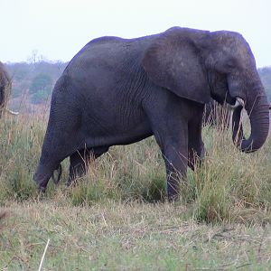 Elephant Caprivi Namibia