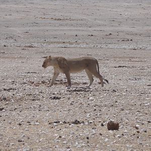 Lion Etosha Namibia