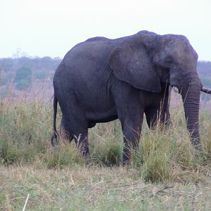 Elephant Caprivi Namibia