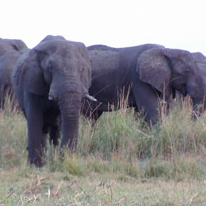 Elephant Caprivi Namibia