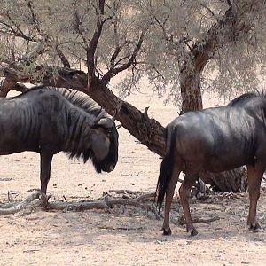 Blue Wildebeest Namibia