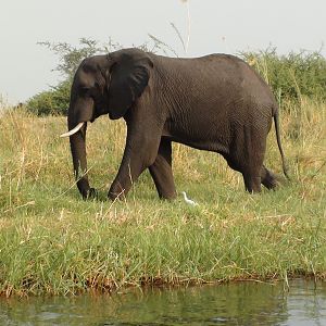 Elephant Caprivi Namibia