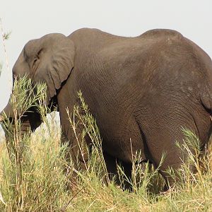 Elephant Caprivi Namibia