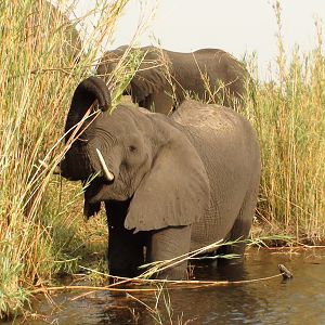 Elephant Caprivi Namibia