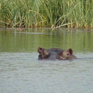 Hippo Caprivi Namibia