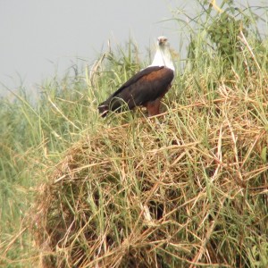 Fishing Eagle Caprivi Namibia