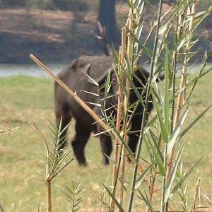 Buffalo Caprivi Namibia