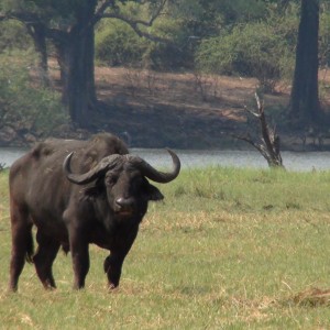 Buffalo Caprivi Namibia