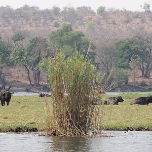 Buffalo Caprivi Namibia