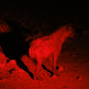 Spotted Hyena Namibia