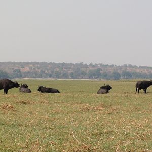 Buffalo Caprivi Namibia