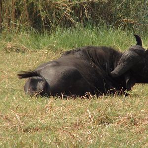 Buffalo Caprivi Namibia