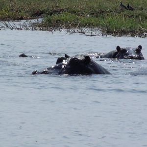 Hippo Caprivi Namibia