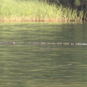 Crocodile Caprivi Namibia