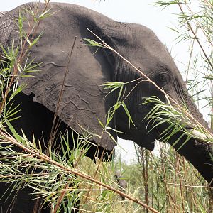 Elephant Caprivi Namibia