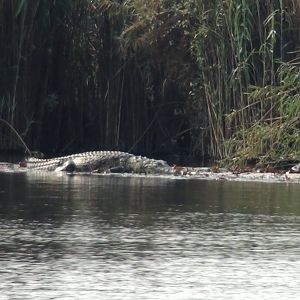 Croc Caprivi Namibia