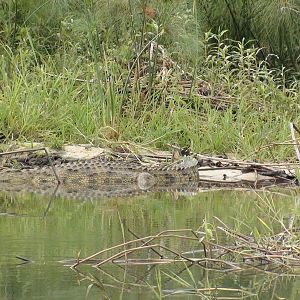 Croc Caprivi Namibia