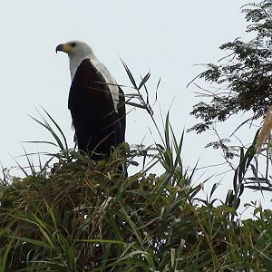 Fishing Eagle Caprivi Namibia