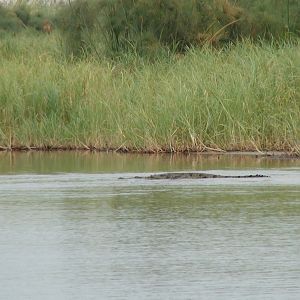 Croc Caprivi Namibia