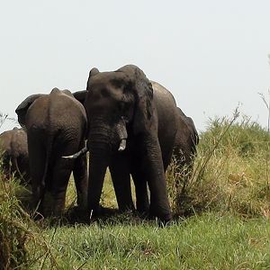 Elephant Caprivi Namibia