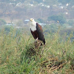 Fishing Eagle Caprivi Namibia