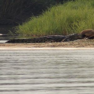 Croc Caprivi Namibia