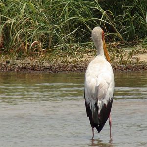 Caprivi Namibia