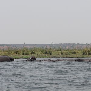 Hippo Caprivi Namibia