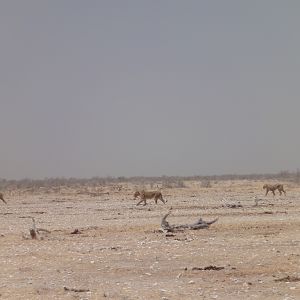 Lion Etosha Namibia