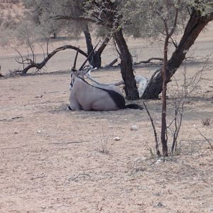 Gemsbok Namibia