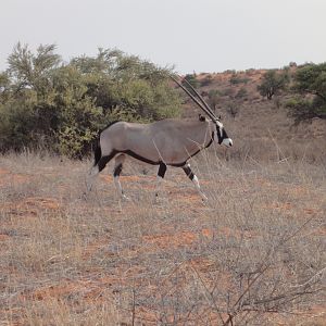 Gemsbok Namibia