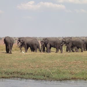 Elephant Caprivi Namibia
