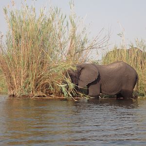 Elephant Caprivi Namibia