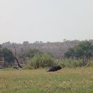 Buffalo Caprivi Namibia