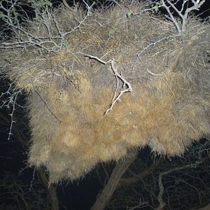 Weaver Nest Namibia