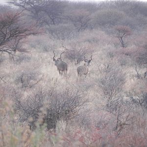 Kudu Namibia