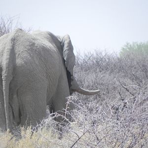 Elephant Etosha Namibia