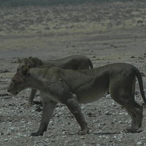 Lion Etosha Namibia