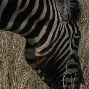 Zebra Etosha Namibia