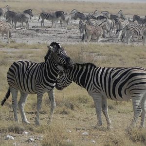 Zebra Etosha Namibia