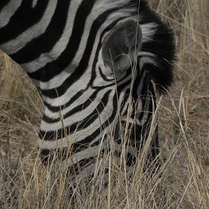 Zebra Etosha Namibia