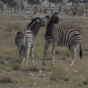 Zebra Etosha Namibia