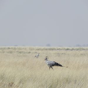 Secretary Bird Etosha Namibia