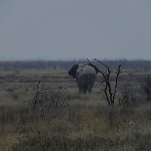 Elephant Etosha Namibia