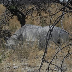 Black Rhino Etosha Namibia