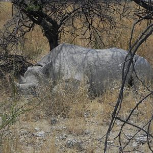 Black Rhino Etosha Namibia